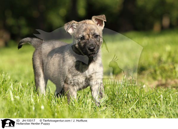 Hollandse Herder Welpe / Hollandse Herder Puppy / JH-10017