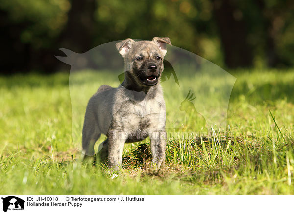 Hollandse Herder Welpe / Hollandse Herder Puppy / JH-10018