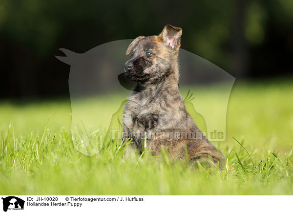 Hollandse Herder Welpe / Hollandse Herder Puppy / JH-10028