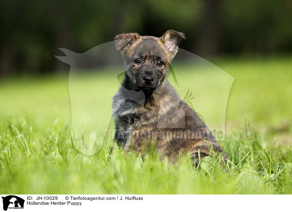 Hollandse Herder Welpe / Hollandse Herder Puppy / JH-10029
