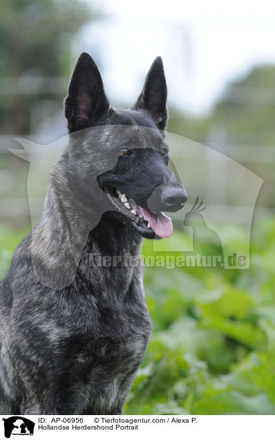 Hollandse Herder Portrait / Hollandse Herdershond Portrait / AP-06956
