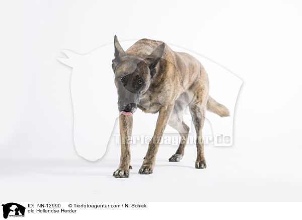 alter Hollandse Herder / old Hollandse Herder / NN-12990