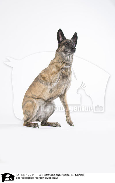 alter Hollandse Herder gibt Pftchen / old Hollandse Herder gives paw / NN-13011