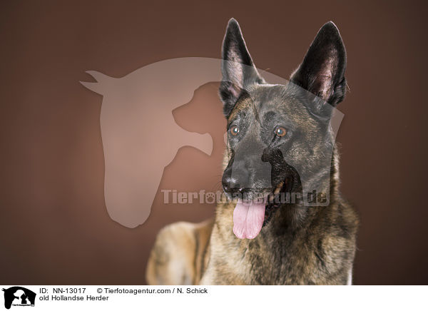 alter Hollandse Herder / old Hollandse Herder / NN-13017