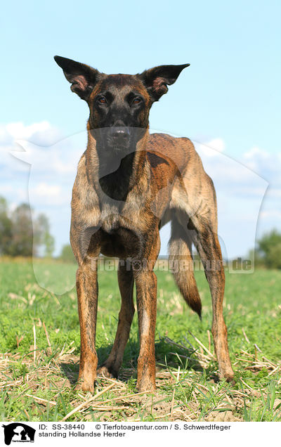 standing Hollandse Herder / SS-38440