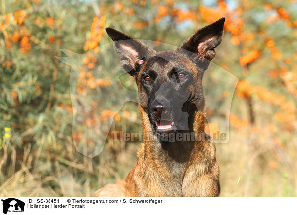 Hollandse Herder Portrait / Hollandse Herder Portrait / SS-38451