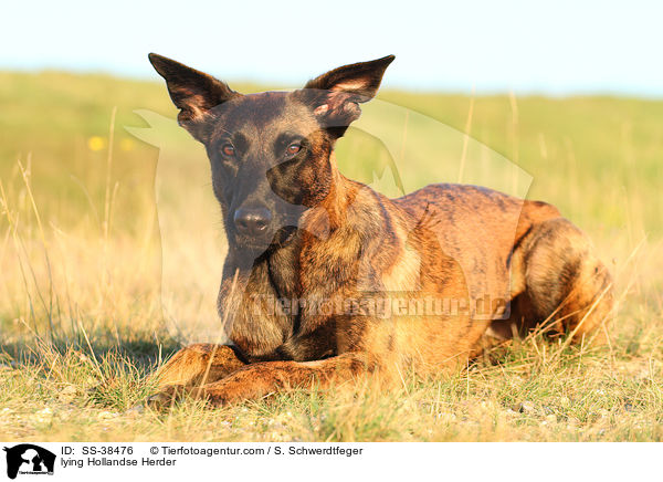 liegender Hollandse Herder / lying Hollandse Herder / SS-38476