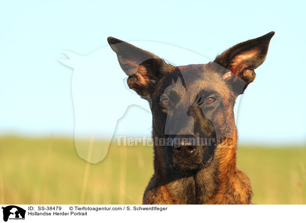 Hollandse Herder Portrait / Hollandse Herder Portrait / SS-38479