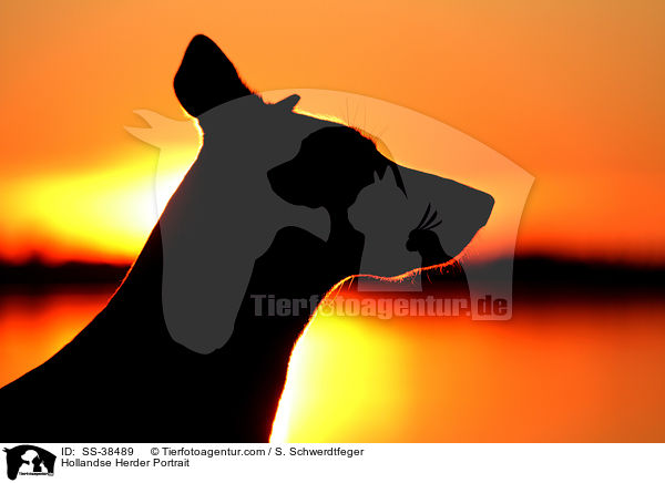 Hollandse Herder Portrait / Hollandse Herder Portrait / SS-38489