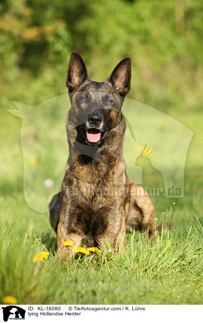 liegender Hollndischer Schferhund / lying Hollandse Herder / KL-16080