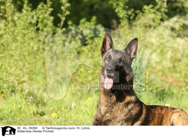 Hollandse Herder Portrait / KL-16084