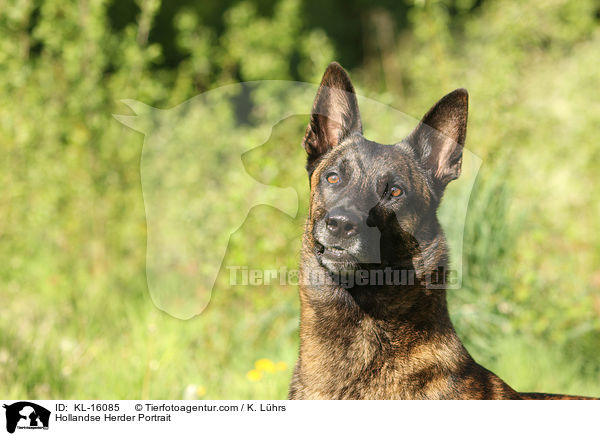 Hollndischer Schferhund Portrait / Hollandse Herder Portrait / KL-16085