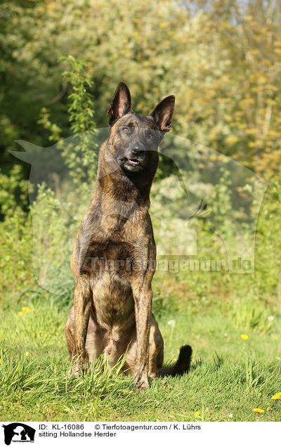 sitzender Hollndischer Schferhund / sitting Hollandse Herder / KL-16086