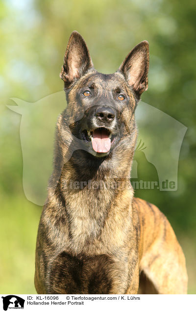Hollndischer Schferhund Portrait / Hollandse Herder Portrait / KL-16096