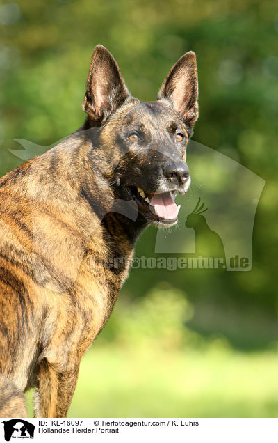 Hollandse Herder Portrait / KL-16097
