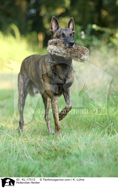 Hollandse Herder / KL-17012