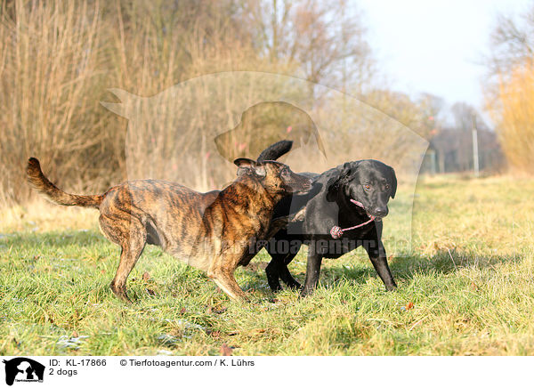 2 Hunde / 2 dogs / KL-17866