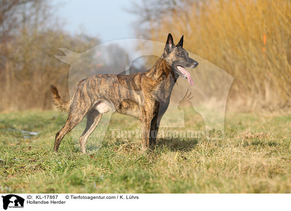 Hollandse Herder / Hollandse Herder / KL-17867