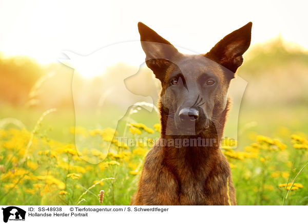 Hollandse Herder Portrait / Hollandse Herder Portrait / SS-48938