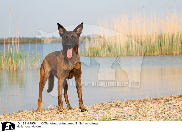 Hollandse Herder / SS-48954
