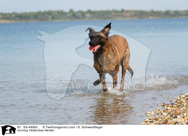 rennender Hollandse Herder / running Hollandse Herder / SS-48962