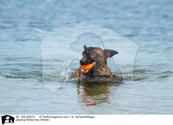 playing Hollandse Herder / SS-48974