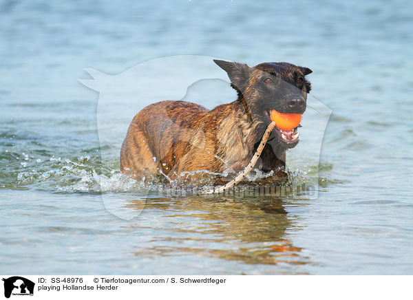 playing Hollandse Herder / SS-48976