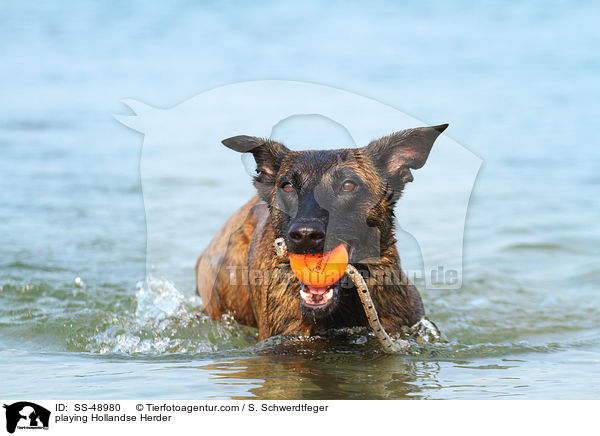 spielender Hollandse Herder / playing Hollandse Herder / SS-48980