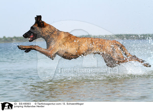 jumping Hollandse Herder / SS-48993