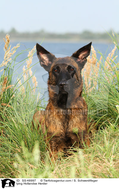 lying Hollandse Herder / SS-48997