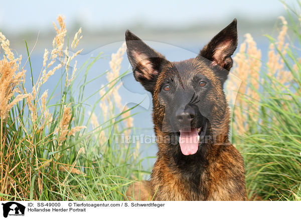 Hollandse Herder Portrait / Hollandse Herder Portrait / SS-49000