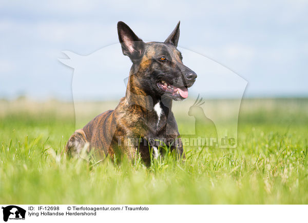 liegender Hollndischer Schferhund / lying Hollandse Herdershond / IF-12698