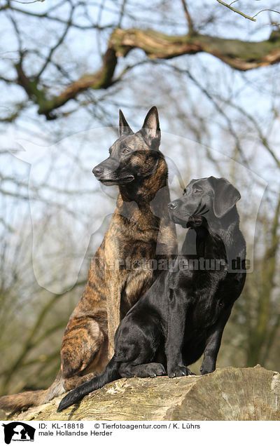 male Hollandse Herder / KL-18818