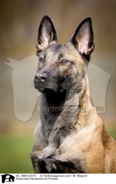 Hollandse Herdershond Portrait / Hollandse Herdershond Portrait / MW-02373