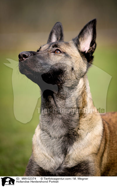 Hollandse Herdershond Portrait / Hollandse Herdershond Portrait / MW-02374