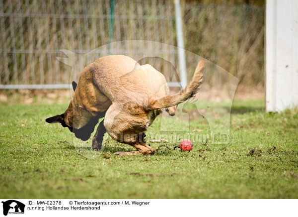 rennender Hollndischer Schferhund / running Hollandse Herdershond / MW-02378