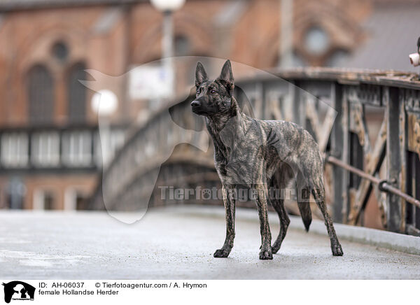 Hollandse Herder Hndin / female Hollandse Herder / AH-06037