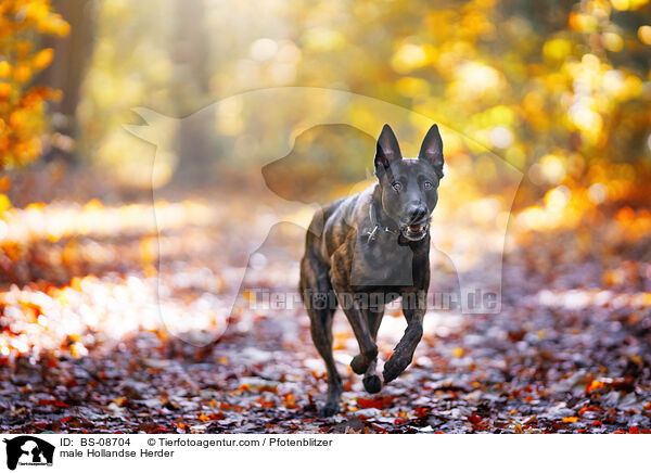 Hollandse Herder Rde / male Hollandse Herder / BS-08704