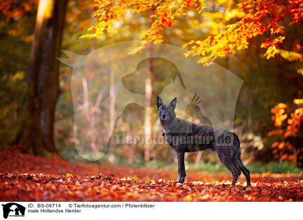 Hollandse Herder Rde / male Hollandse Herder / BS-08714