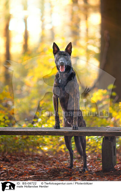 Hollandse Herder Rde / male Hollandse Herder / BS-08722