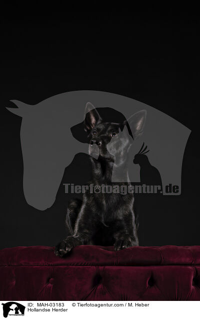 Hollandse Herder / MAH-03183