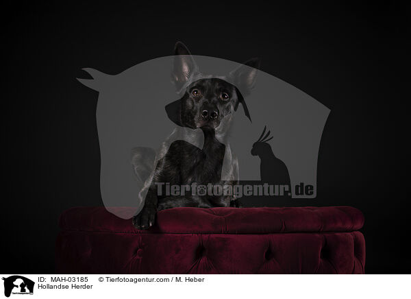 Hollandse Herder / MAH-03185