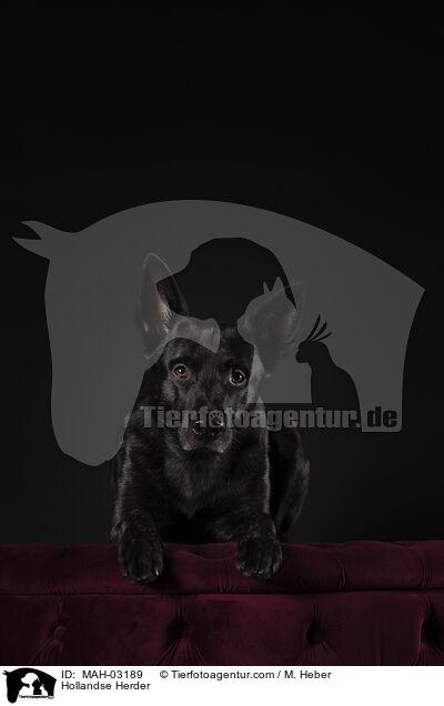 Hollandse Herder / Hollandse Herder / MAH-03189