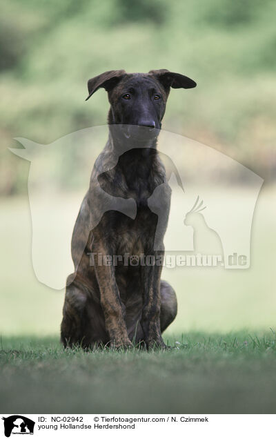 young Hollandse Herdershond / NC-02942