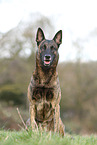 sitting Hollandse Herder