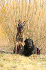 2 dogs