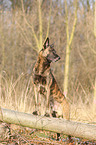 Hollandse Herder