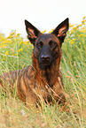 lying Hollandse Herder
