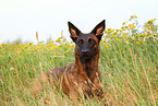 lying Hollandse Herder