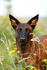 Hollandse Herder Portrait